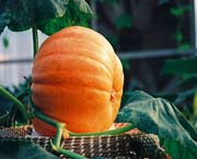 寿光天气预报40天