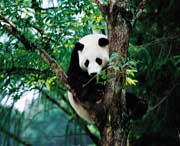 宝兴天气预报40天