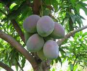 华坪天气预报7天